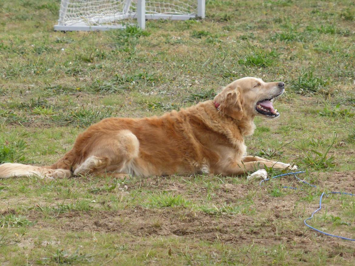 Golden retriever Molli billede 4