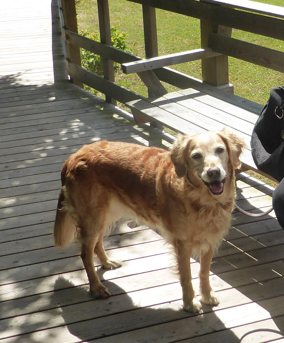 Golden retriever Molli billede 1