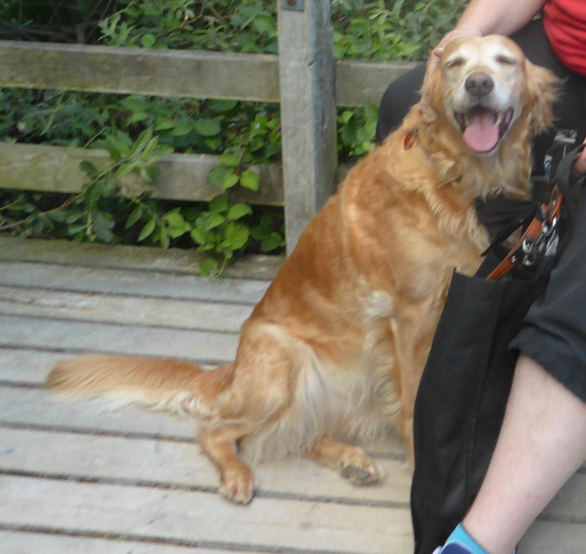 Golden retriever Molli billede 5