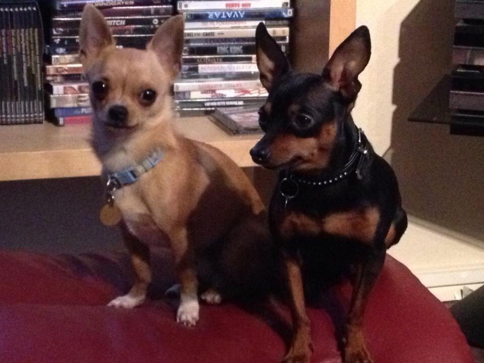 Dvaergpinscher Niko billede 2