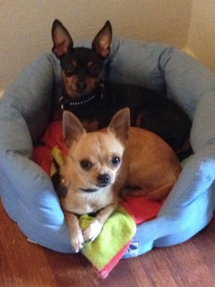 Dvaergpinscher Niko billede 3