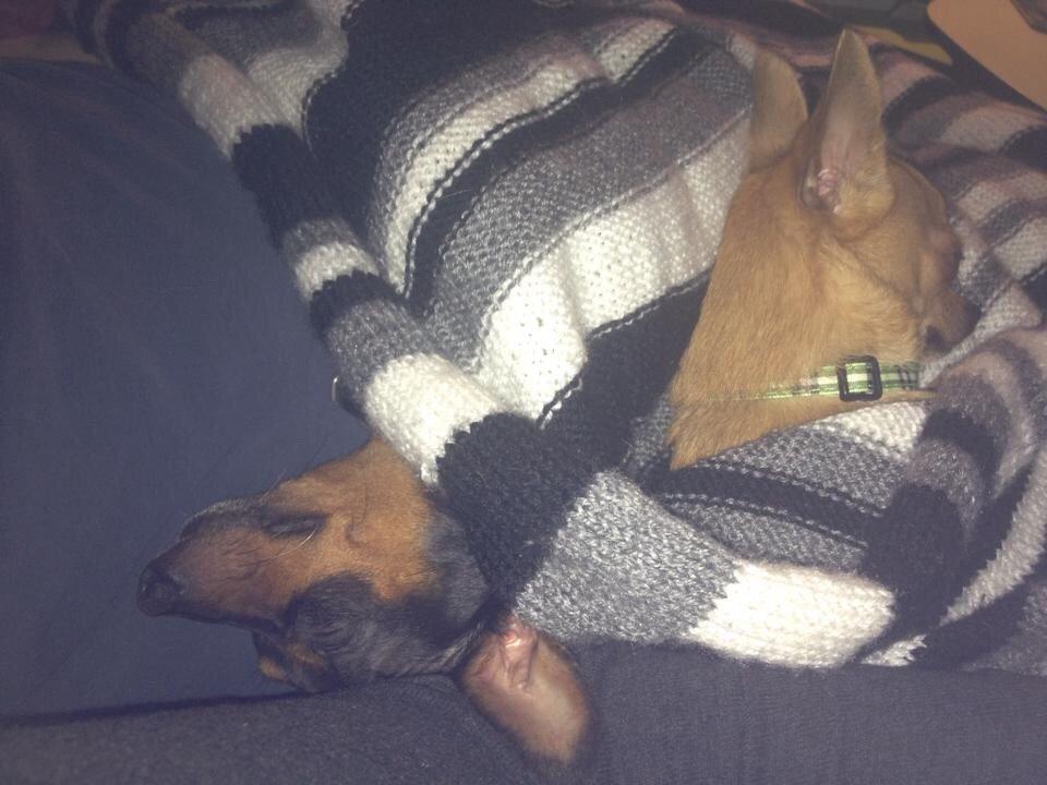 Dvaergpinscher Niko billede 5