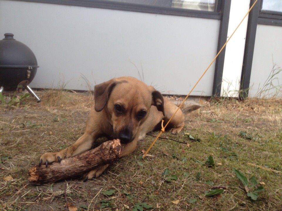 Blanding af racer Lola billede 2