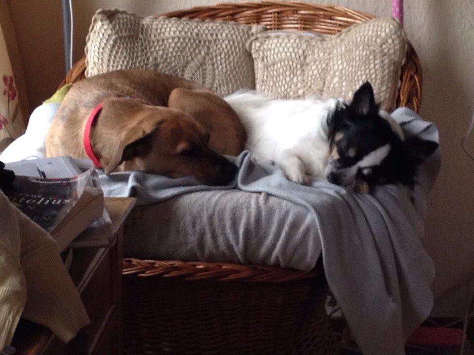 Blanding af racer Lola billede 1