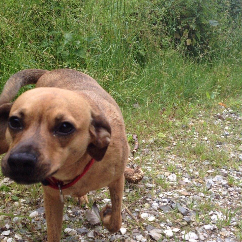 Blanding af racer Lola billede 4