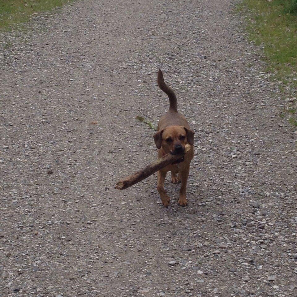 Blanding af racer Lola billede 5