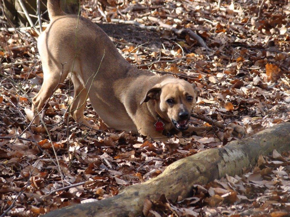 Blanding af racer Lola billede 6