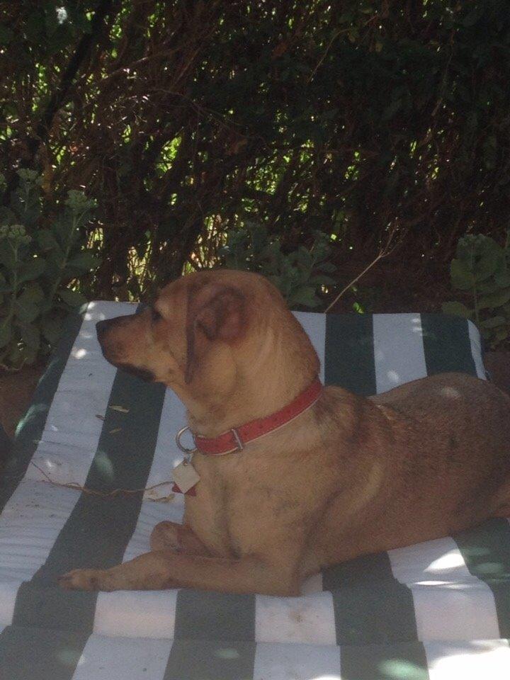 Blanding af racer Lola billede 7