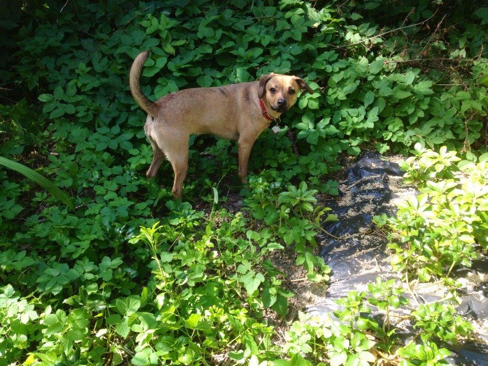 Blanding af racer Lola billede 8