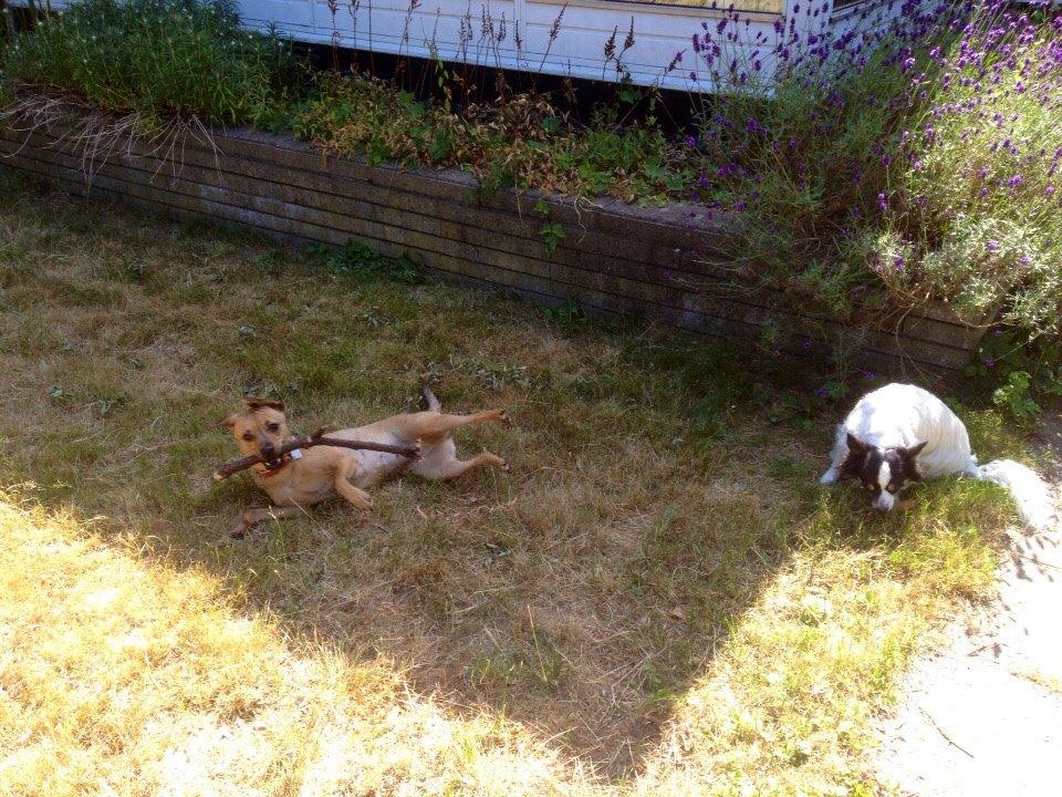 Blanding af racer Lola billede 9