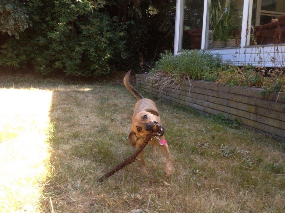 Blanding af racer Lola billede 10