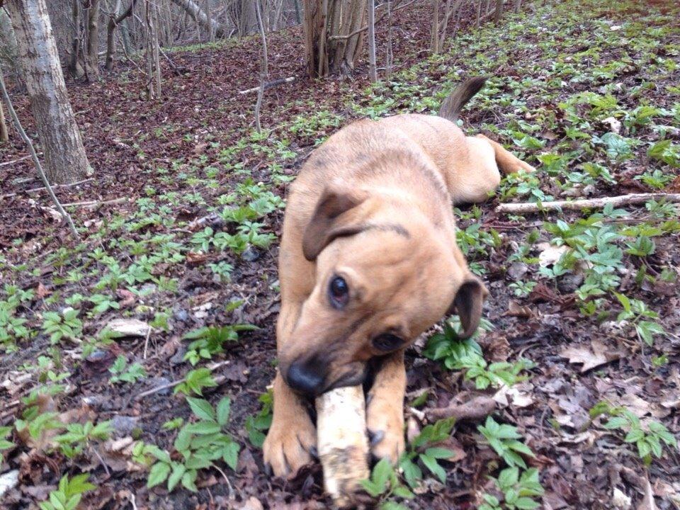 Blanding af racer Lola billede 13