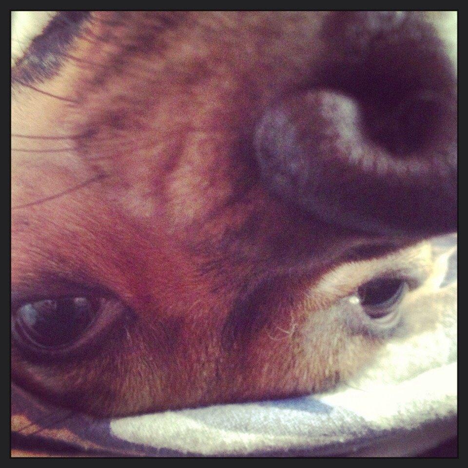 Blanding af racer Lola billede 14