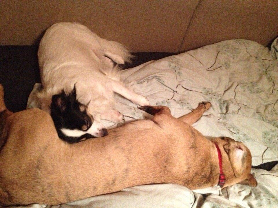 Blanding af racer Lola billede 17