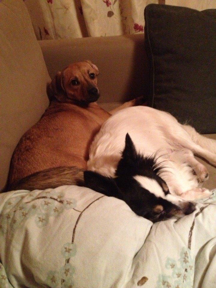 Blanding af racer Lola billede 18