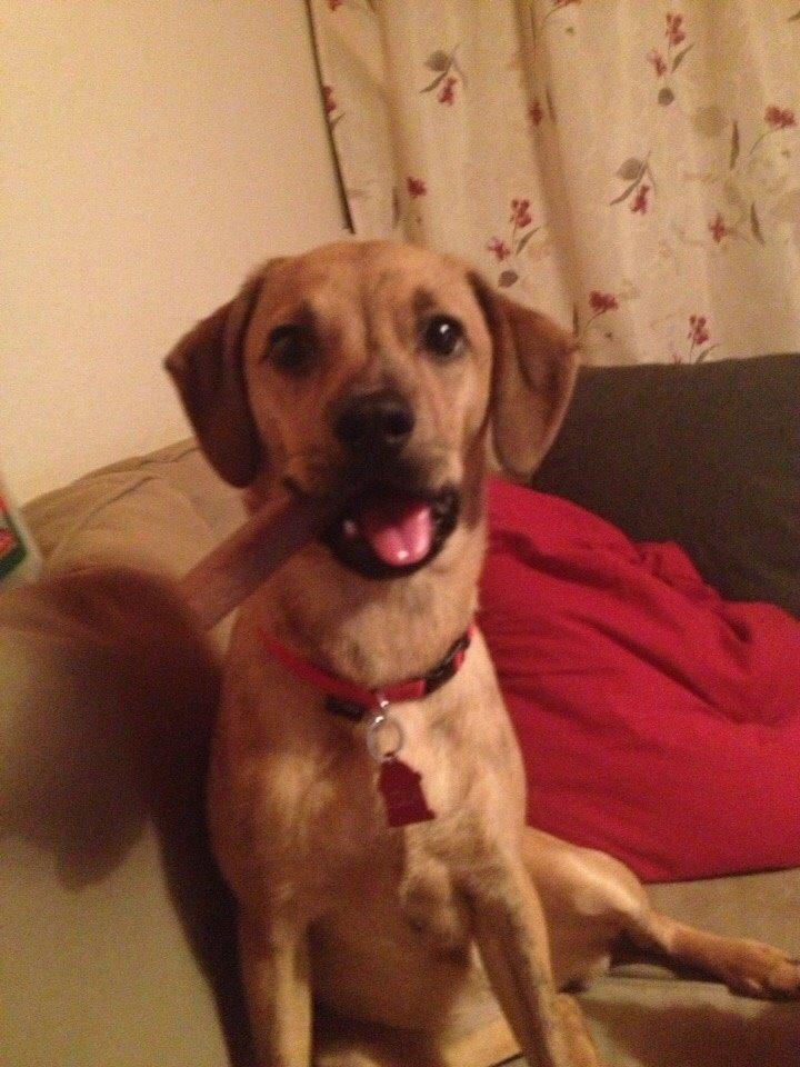 Blanding af racer Lola billede 19