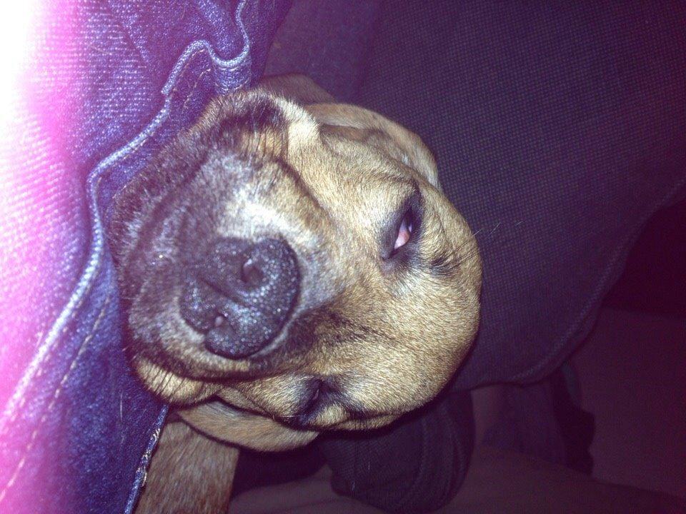 Blanding af racer Lola billede 21