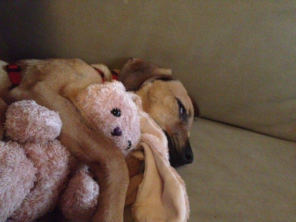 Blanding af racer Lola billede 22