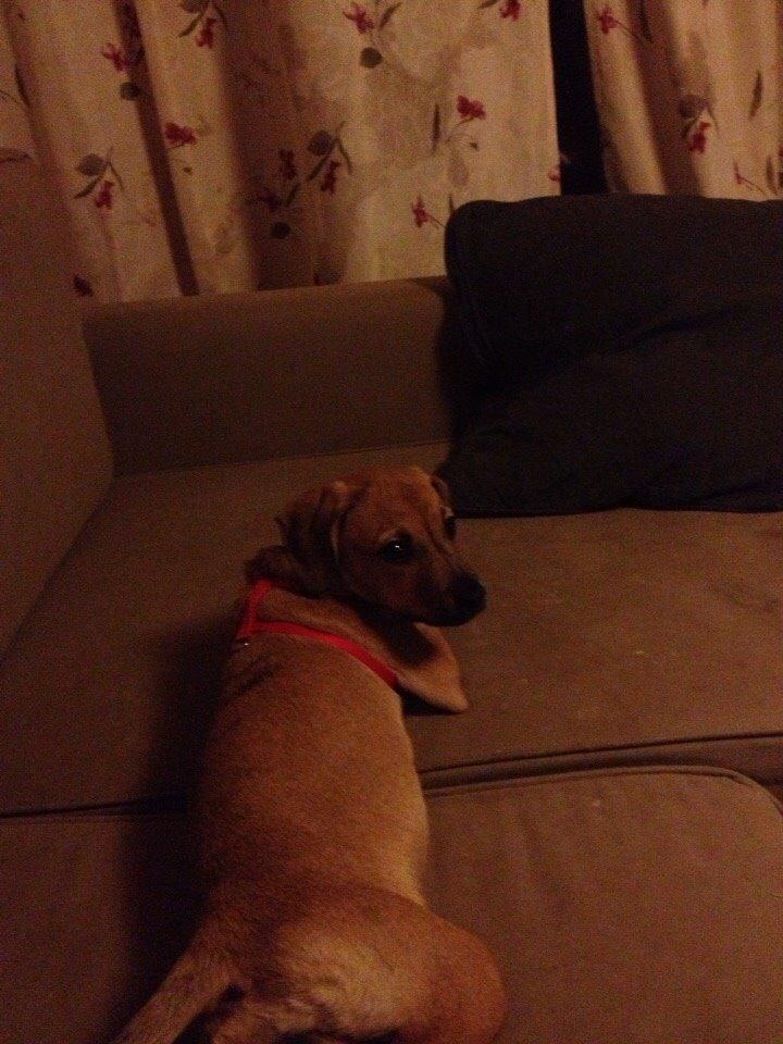 Blanding af racer Lola billede 23