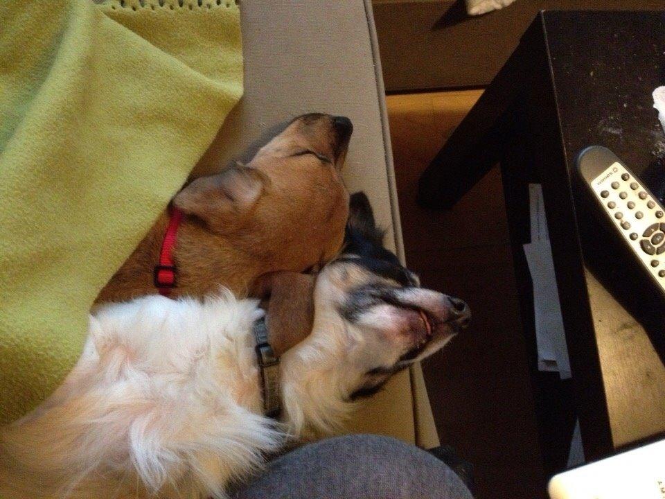 Blanding af racer Lola billede 24