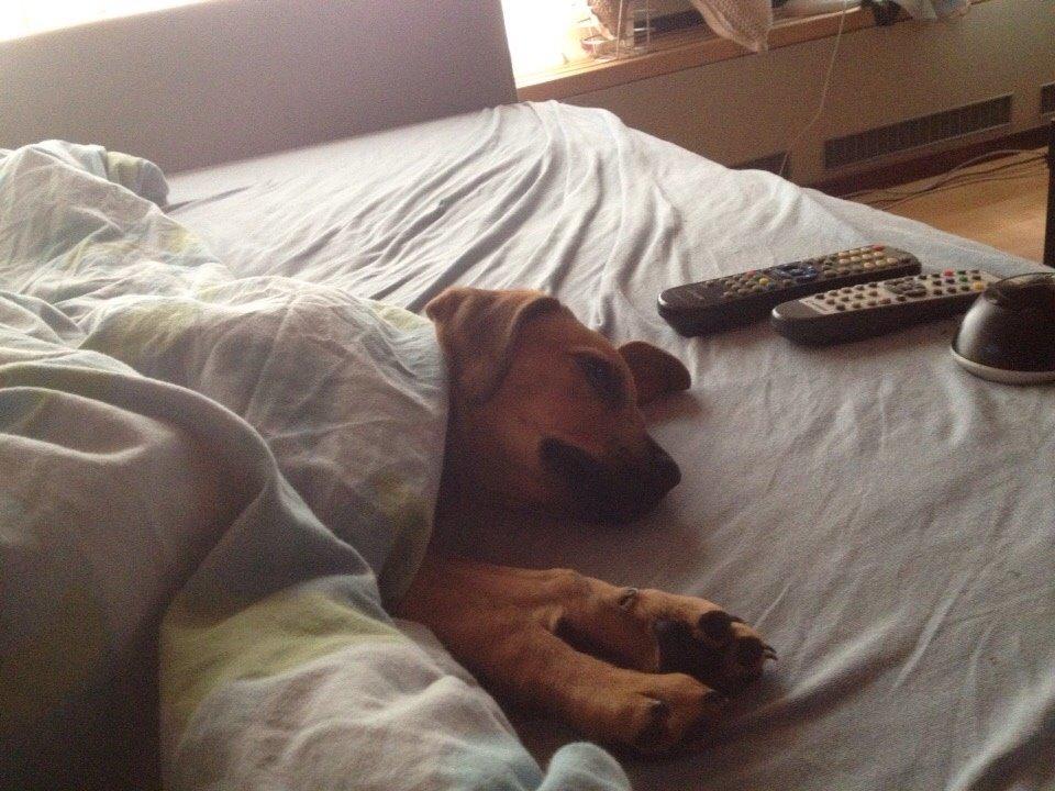 Blanding af racer Lola billede 25