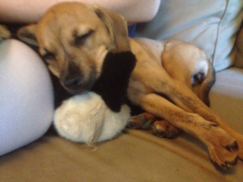 Blanding af racer Lola billede 26