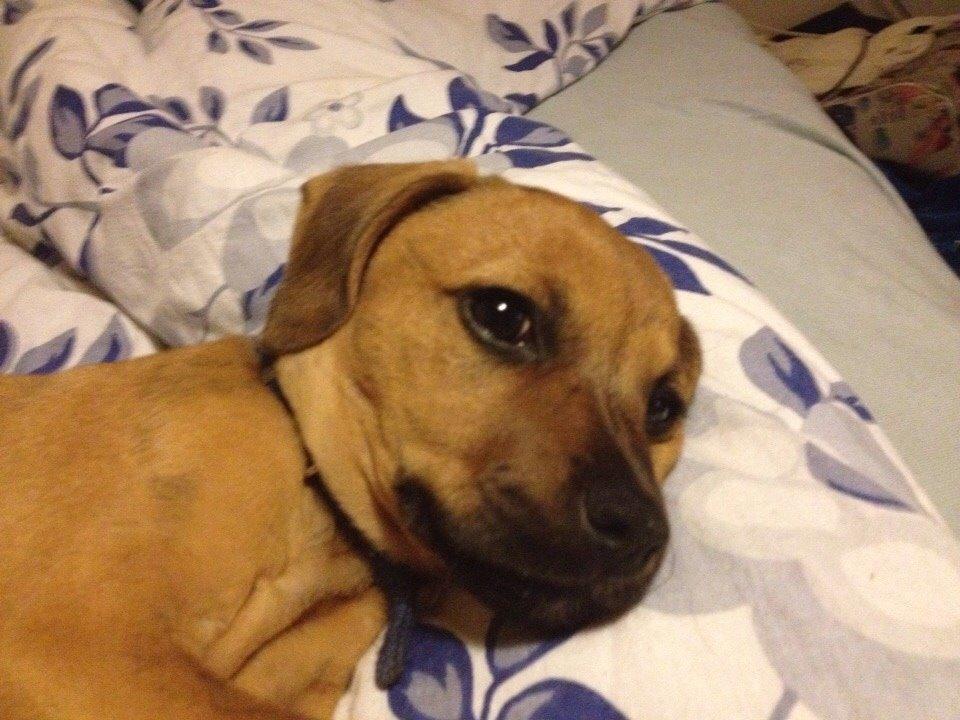 Blanding af racer Lola billede 27