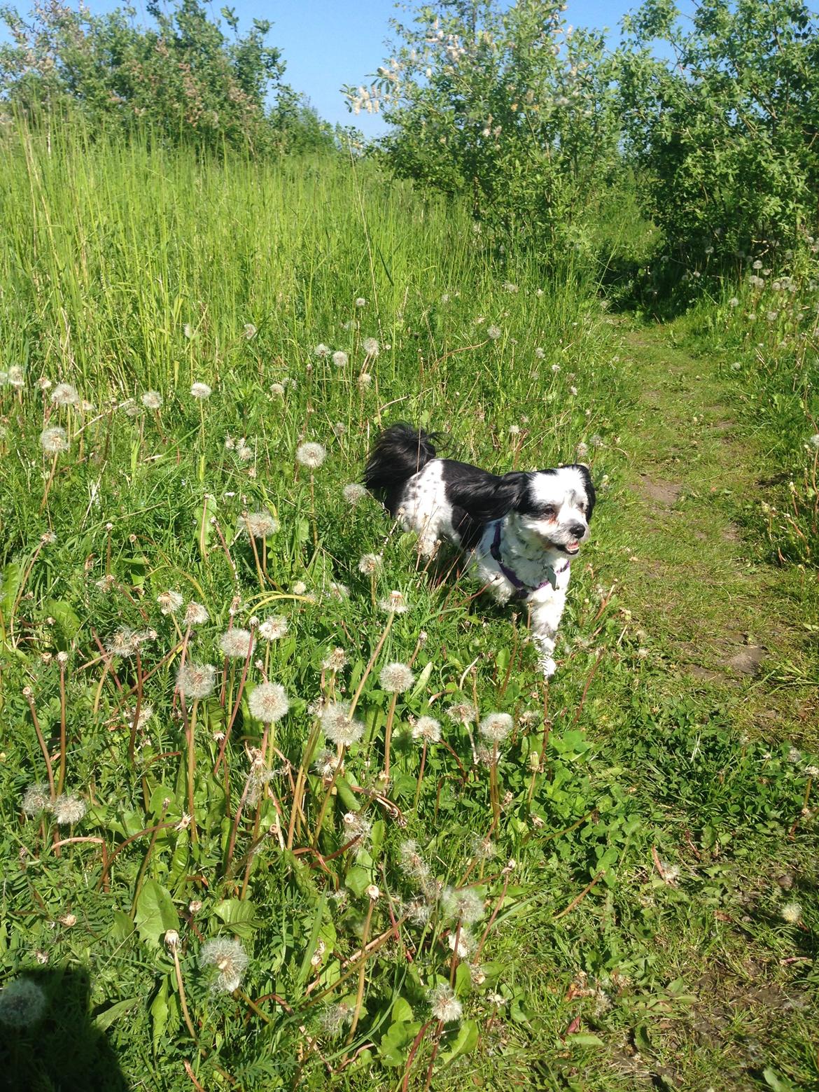 Lhasa apso Afrodithe - En tur ud i det fri <3 billede 6