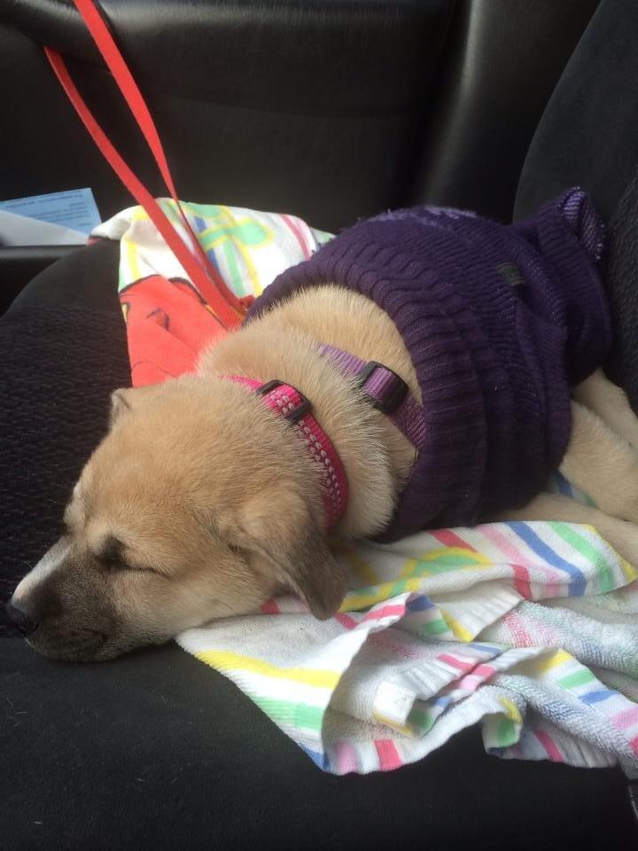 Blanding af racer Luna billede 6