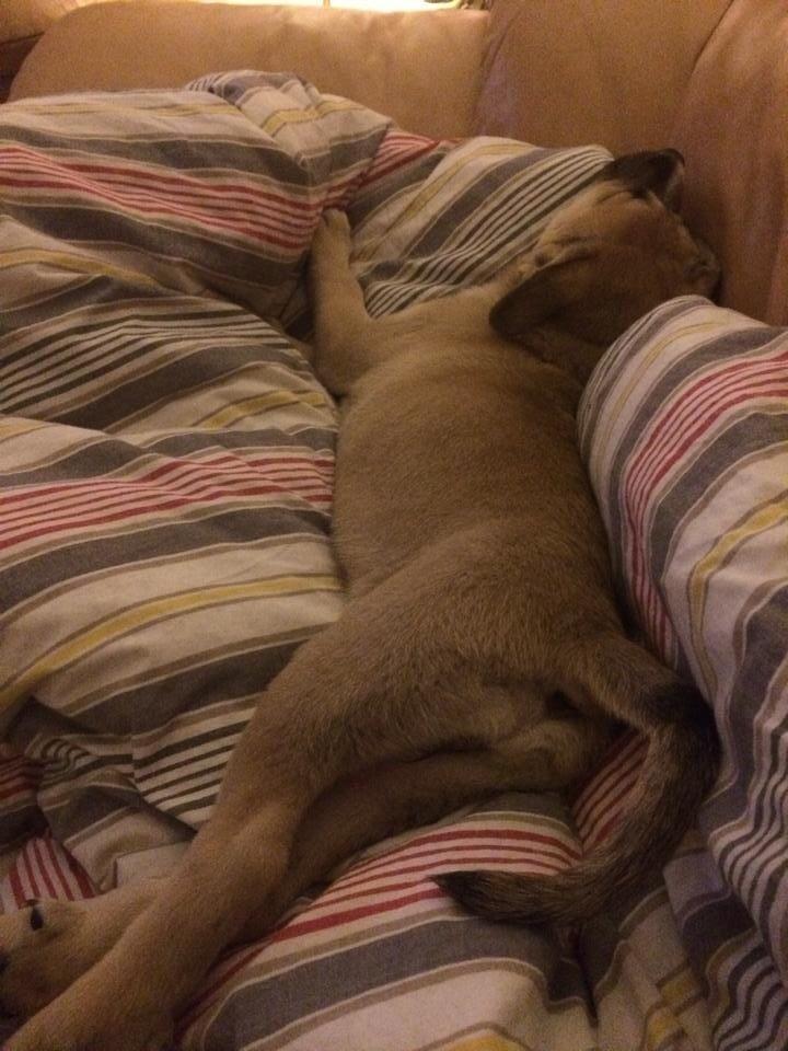 Blanding af racer Luna billede 7