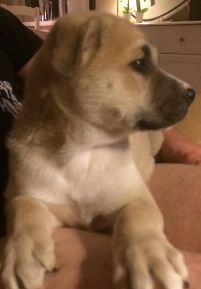 Blanding af racer Luna billede 5