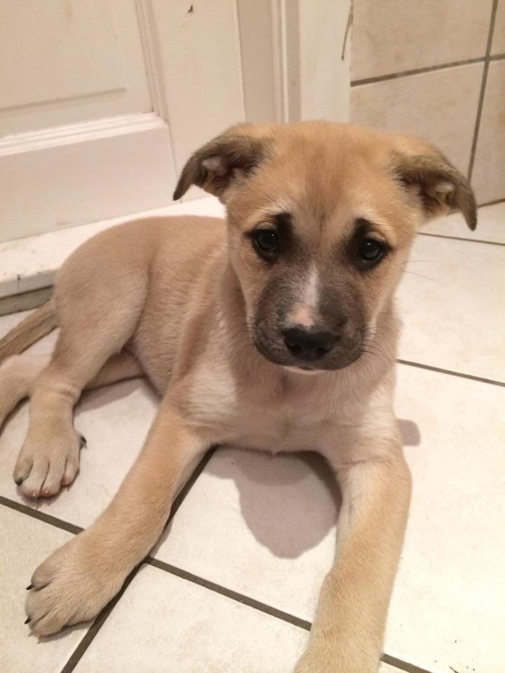 Blanding af racer Luna billede 9