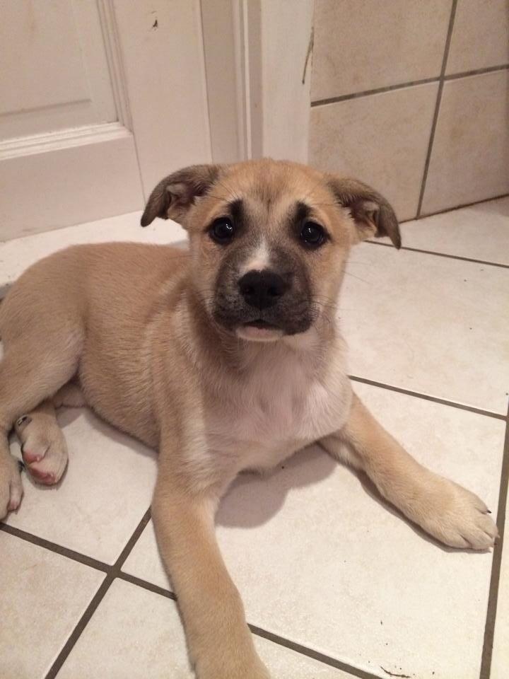 Blanding af racer Luna billede 10