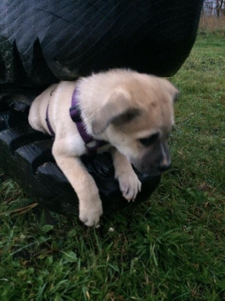 Blanding af racer Luna billede 8