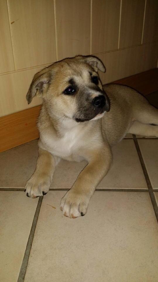 Blanding af racer Luna billede 12