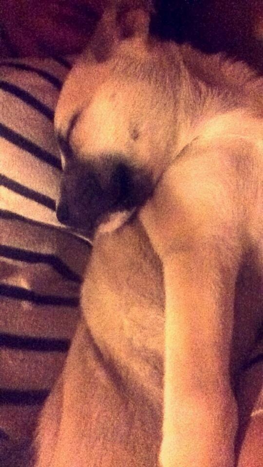 Blanding af racer Luna billede 11