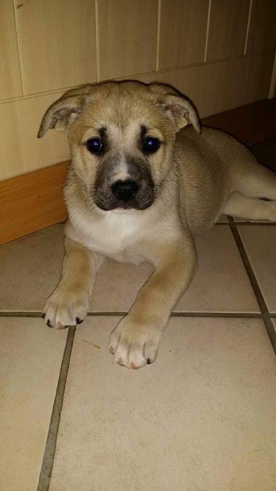 Blanding af racer Luna billede 13