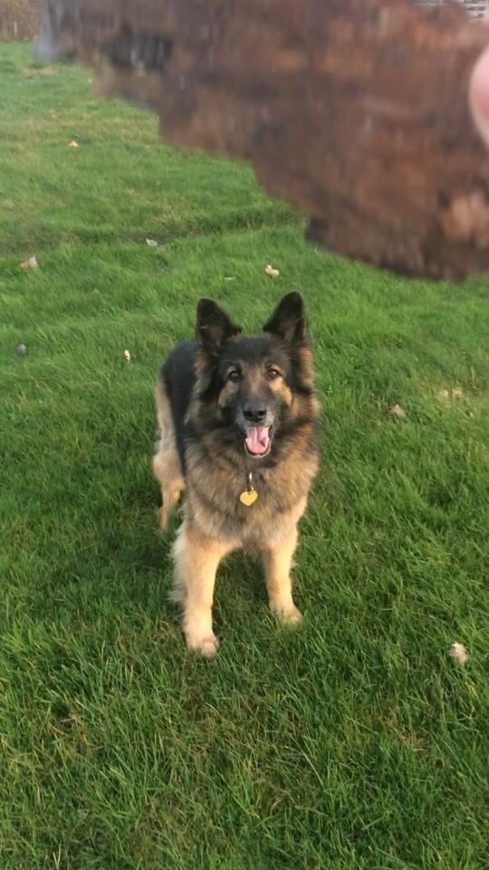 Schæferhund Zacki billede 2