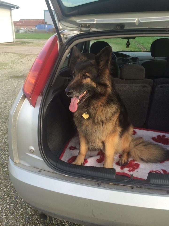 Schæferhund Zacki billede 4