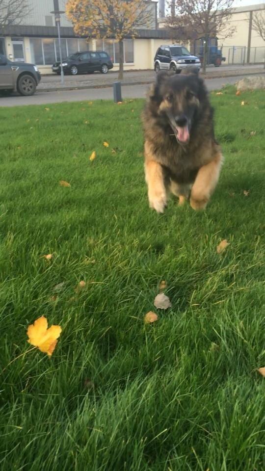 Schæferhund Zacki billede 3