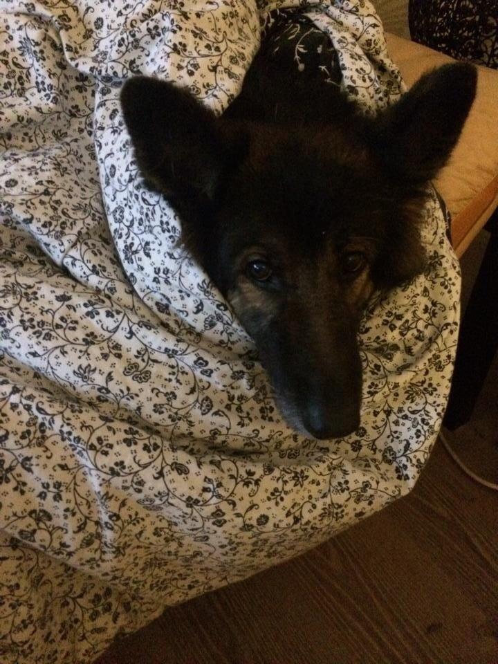 Schæferhund Zacki billede 5