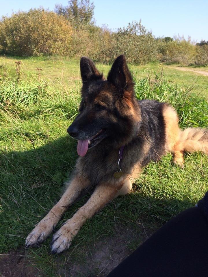 Schæferhund Zacki billede 9