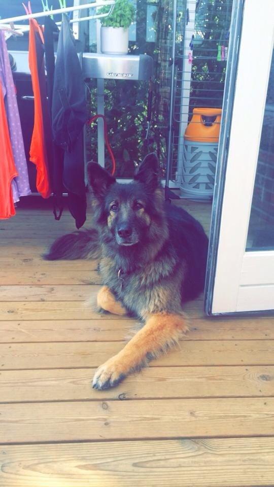 Schæferhund Zacki billede 10