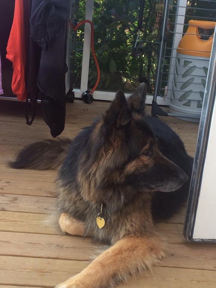 Schæferhund Zacki billede 12