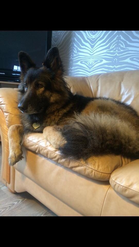 Schæferhund Zacki billede 13