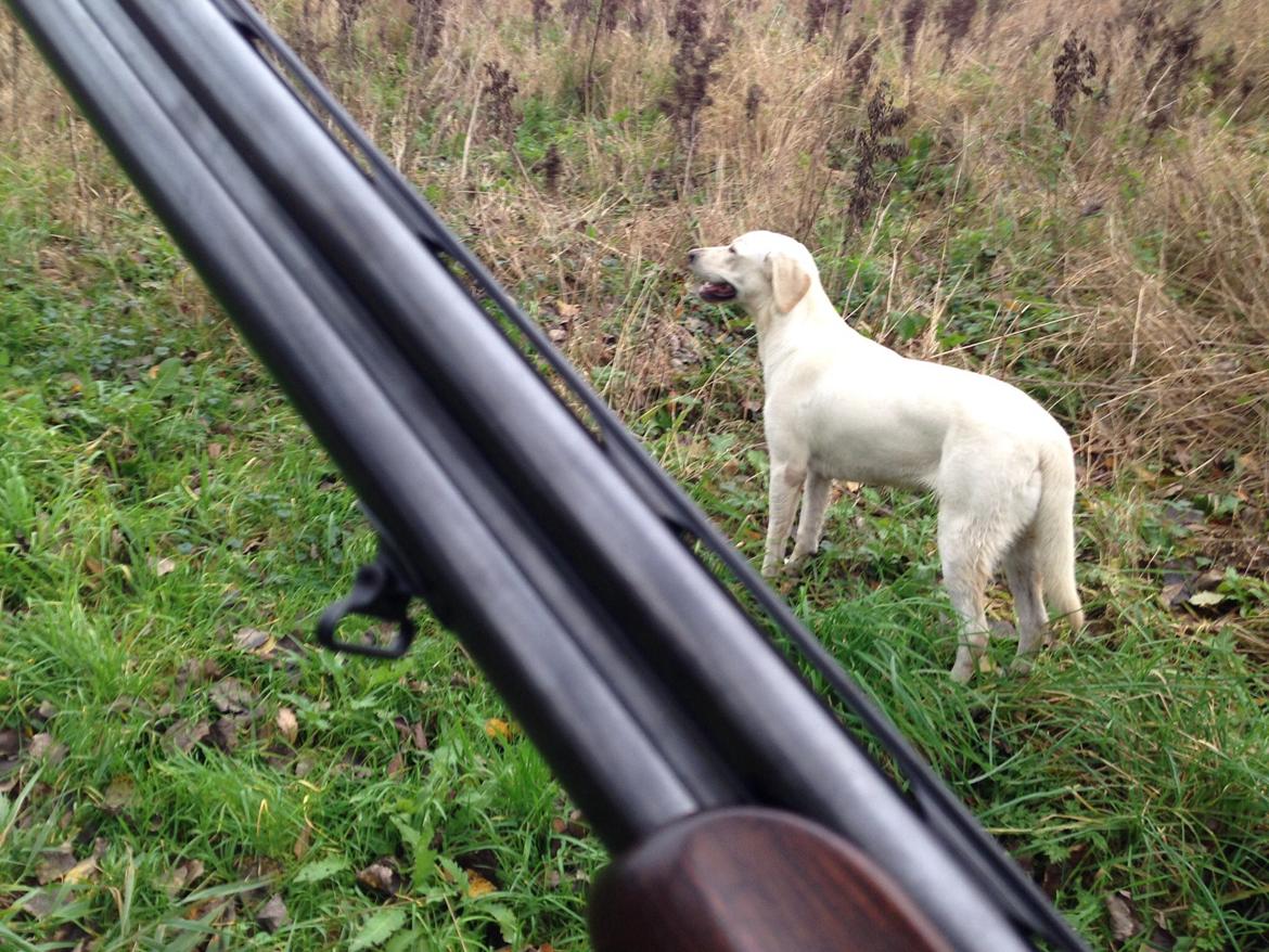 Labrador retriever Sika billede 6