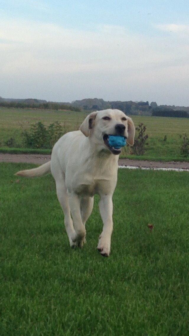 Labrador retriever Sika billede 7