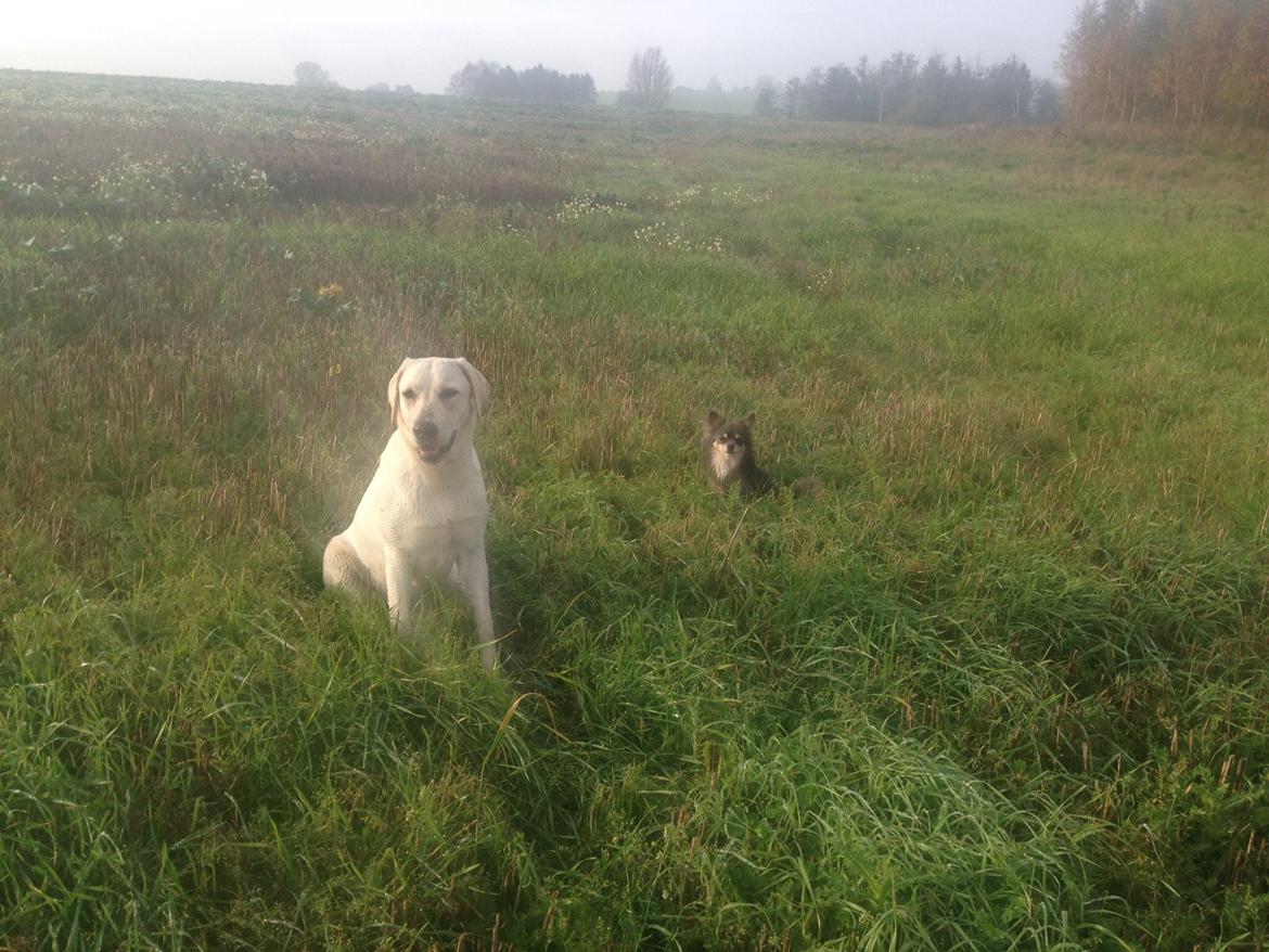 Labrador retriever Sika billede 8