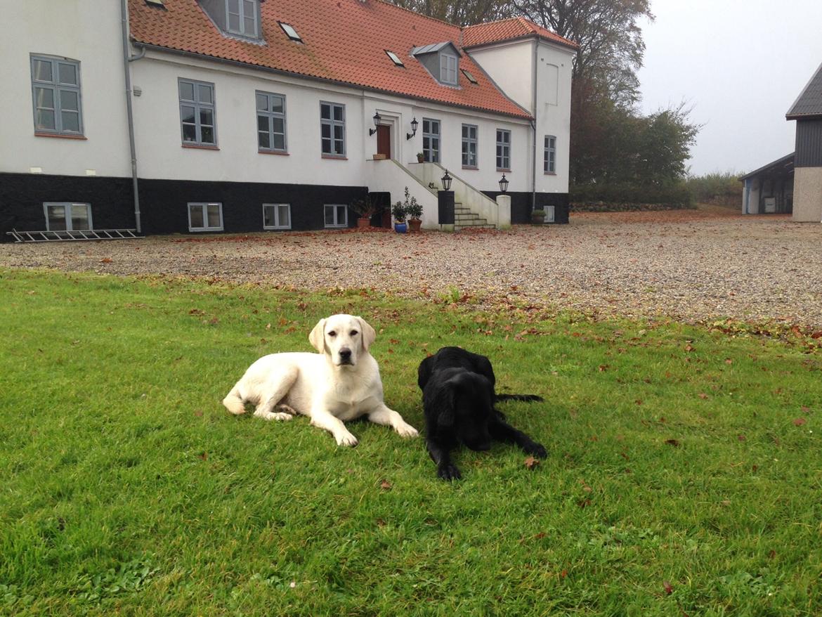 Labrador retriever Sika billede 9