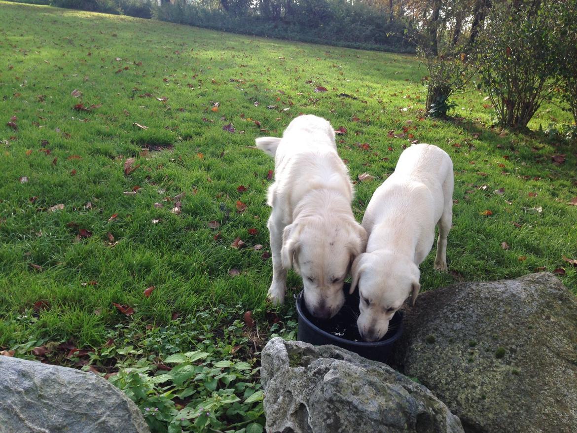 Labrador retriever Sika billede 10